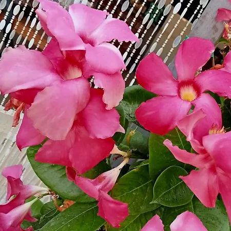 Dependance Sabrina *