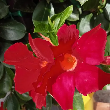 Dependance Sabrina Apartamento Citta Giardino (Syracuse)